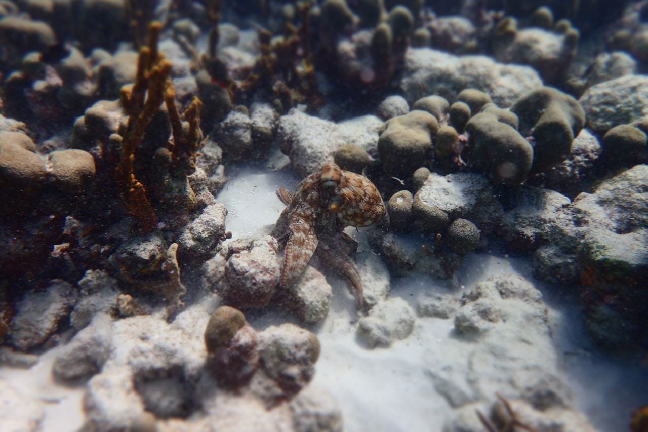 Snorkelling Tours Tobago